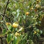 Diospyros kaki Fruit