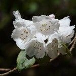 Rhododendron morii Blüte