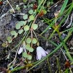 Lysimachia tenella Hábito