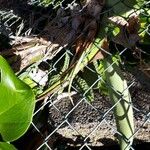 Monstera deliciosaFruit