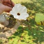 Ipomoea arborescens Flower