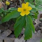 Anemone ranunculoides 花