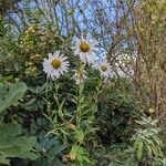 Leucanthemella serotinaപുഷ്പം