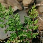 Hemionitis pteridioides Habit