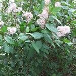 Ceanothus americanus Hàbitat