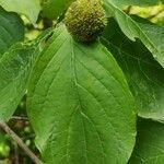 Cornus nuttallii Fruto