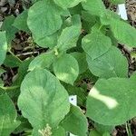 Triosteum pinnatifidum Leaf