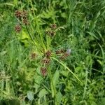 Scirpus atrovirens Likasa