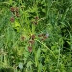 Scirpus atrovirens Leaf