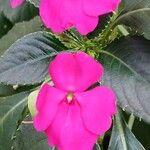 Impatiens wallerianaBlomma