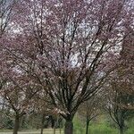 Prunus sargentii عادت داشتن