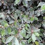 Elaeagnus macrophylla 葉