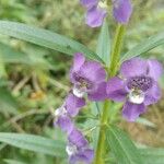 Angelonia biflora Květ