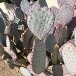 Opuntia macrocentra List