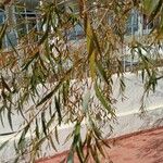 Salix × pendulina পাতা