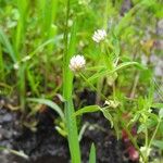 Trifolium strictumFlower