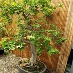 Acer buergerianum Tervik taim