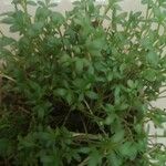 Lepidium sativum List