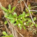 Gisekia pharnaceoides Hoja