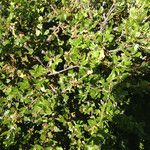 Quercus berberidifolia Агульны выгляд