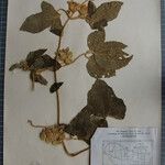 Clematis buchananiana Altres