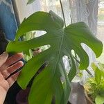 Monstera deliciosaFolha