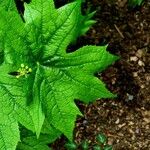 Diphylleia cymosa Hoja
