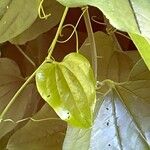 Smilax tamnoides Blatt