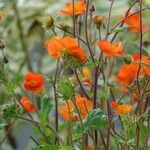 Geum coccineum برگ