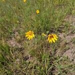 Helianthus occidentalis Flower