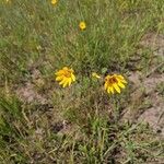 Helianthus occidentalis Květ