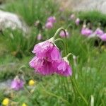 Allium narcissiflorum Blodyn