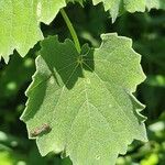 Abutilon grandiflorum पत्ता