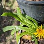 Glottiphyllum linguiforme Leaf