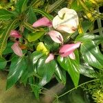 Anthurium scherzerianumBloem