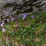 Viola calcarata Hábito