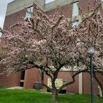 Malus × floribunda आदत