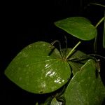 Oryctanthus cordifolius Blatt