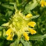 Rhinanthus alectorolophusFlower