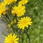 Crepis biennisBlodyn