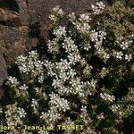 Frankenia corymbosa Habit