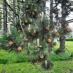 Pinus nigra Hostoa