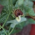 Aristolochia fimbriata Virág