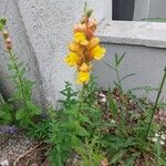 Antirrhinum majusVirág