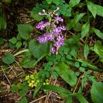 Platanthera psycodes Habitus