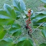 Sterculia apetala Other