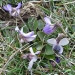 Viola rupestris Cvet