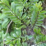 Diospyros mweroensis Leaf