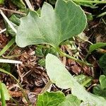 Ranunculus hybridus 葉