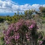 Erica australis Tabia